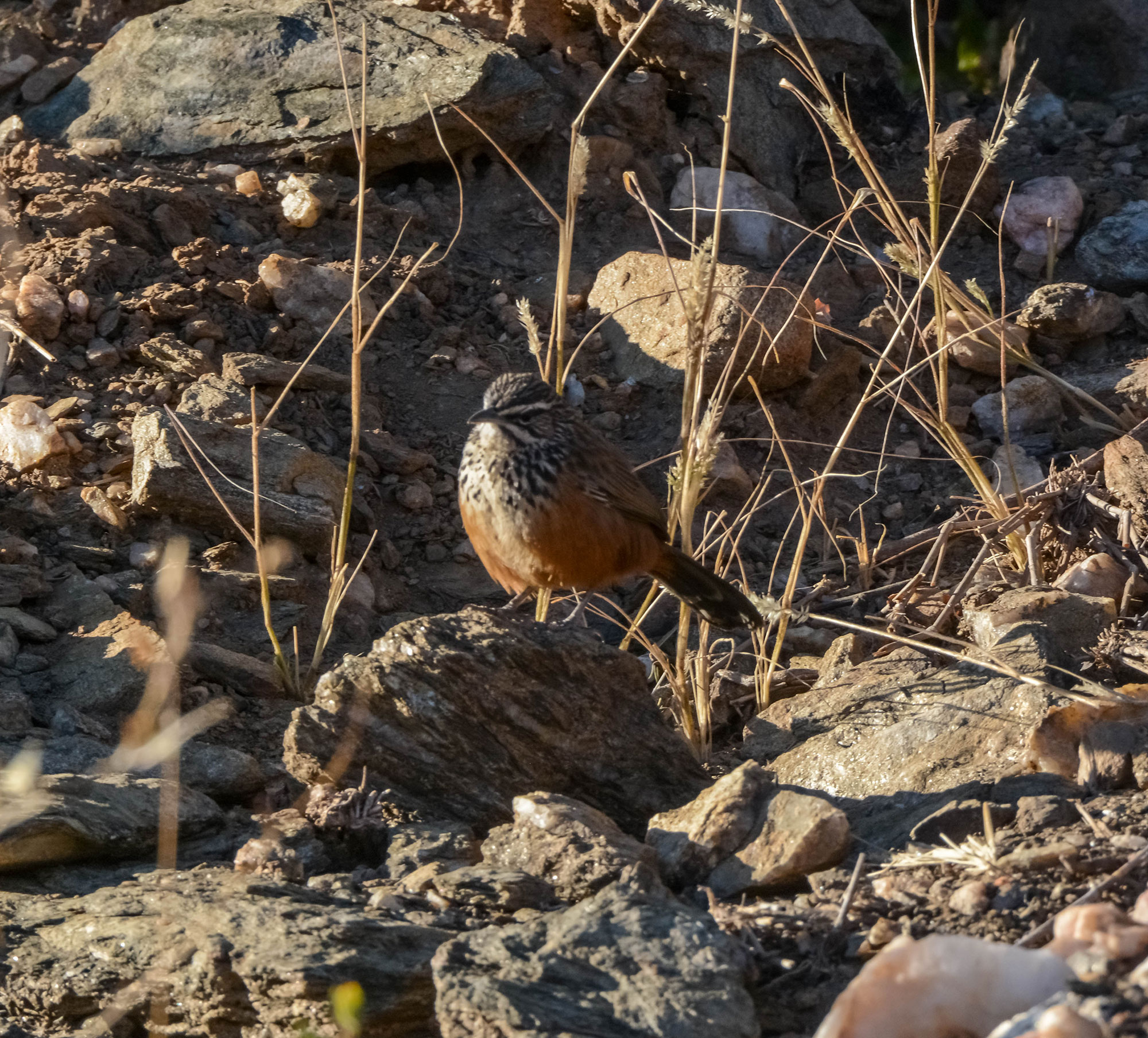 Namibia Bespoke Birding