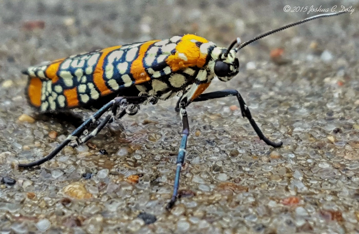 The Ailanthus webworm moth, Atteva aurea