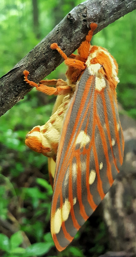 The Regal Moth, Citheronia regalis