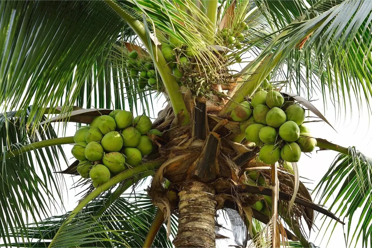 No momento, você está visualizando Coqueiro: O Símbolo do Verão e Sabor Tropical!