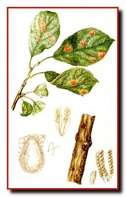 Болезни косточковых культур. Монилиоз. Полистигмоз. Болезни косточковых культур. Монилиоз. Полистигмоз.