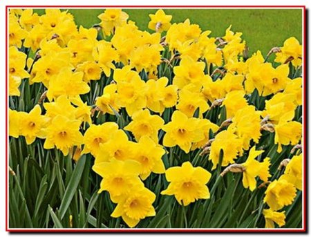 Нарциссы