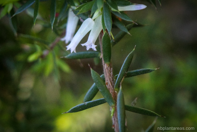 Leucopogon juniperinus