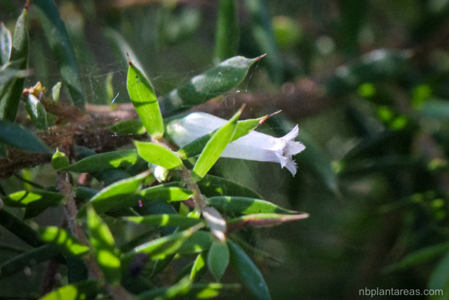 Leucopogon juniperinus
