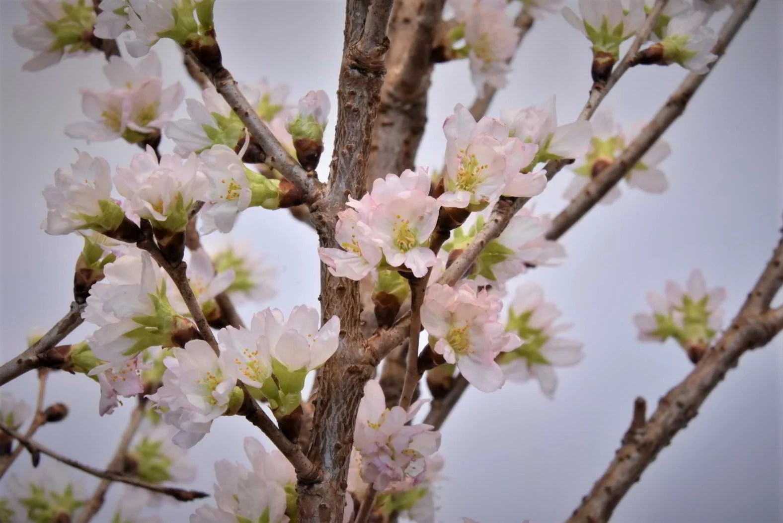 Ja木曽の 啓翁桜 を抽選で5名様にプレゼントいたします 無料サンプル試供品 もらえるプレゼント