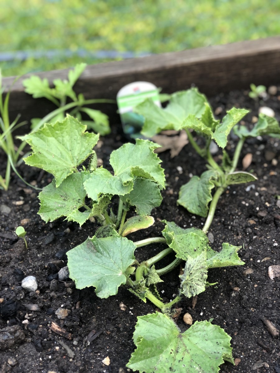 Building a Summer Garden
