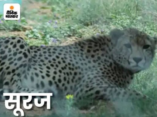 अनुमान है कि चीतों के आपसी संघर्ष में ही सूरज की भी जान गई।
