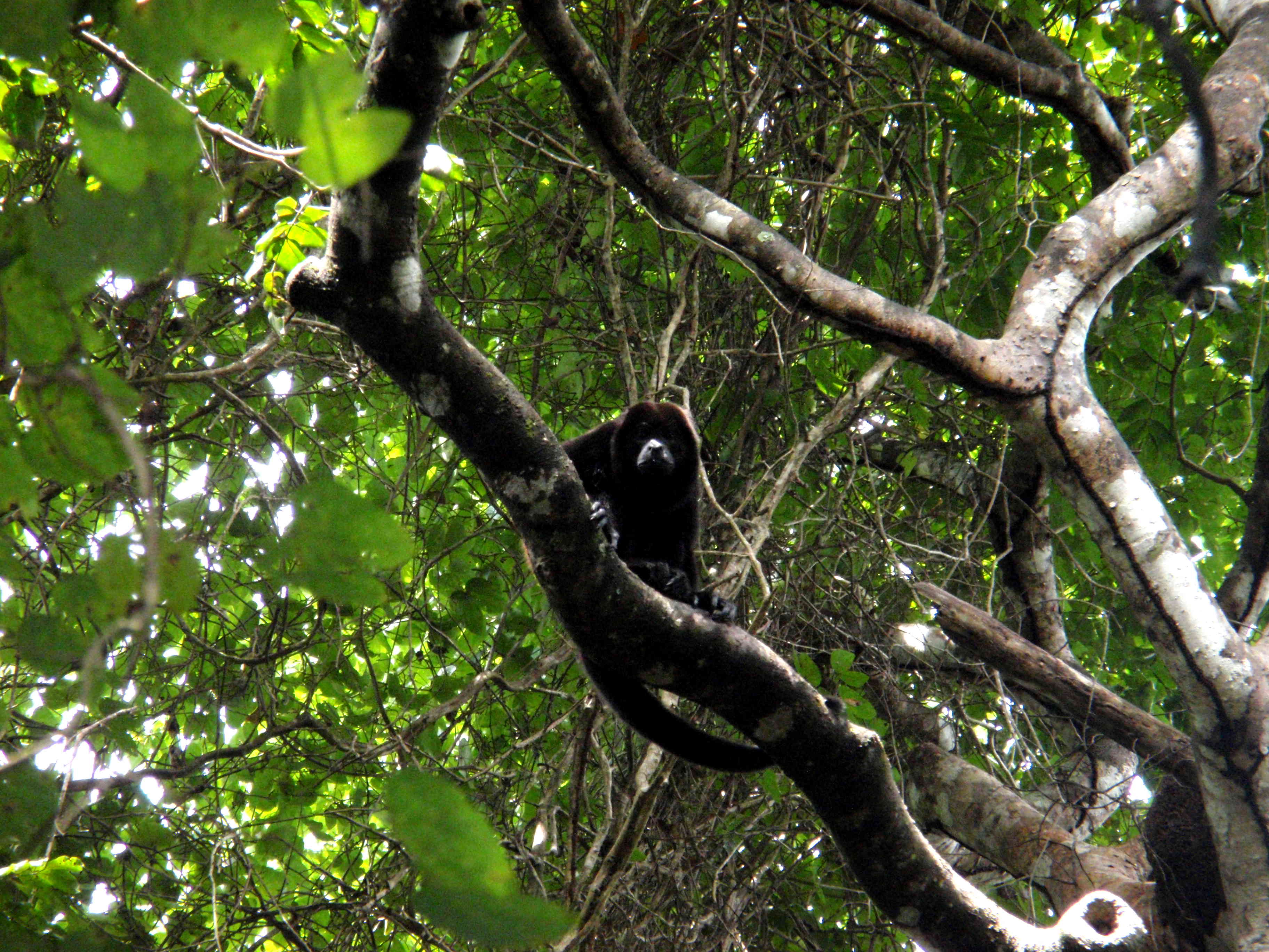 Un beau singe hurleur