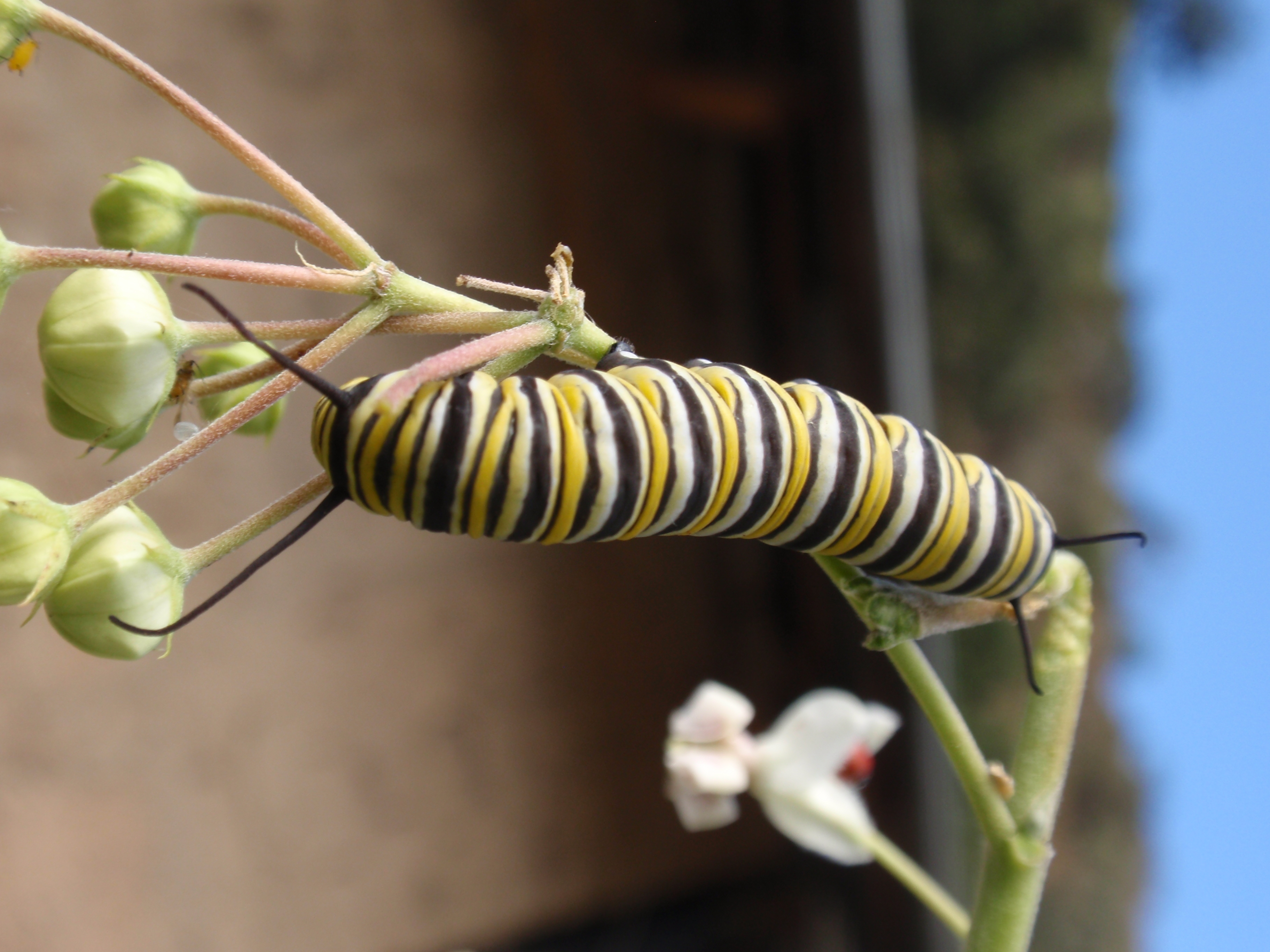 Une joile chenille, Santa Maria