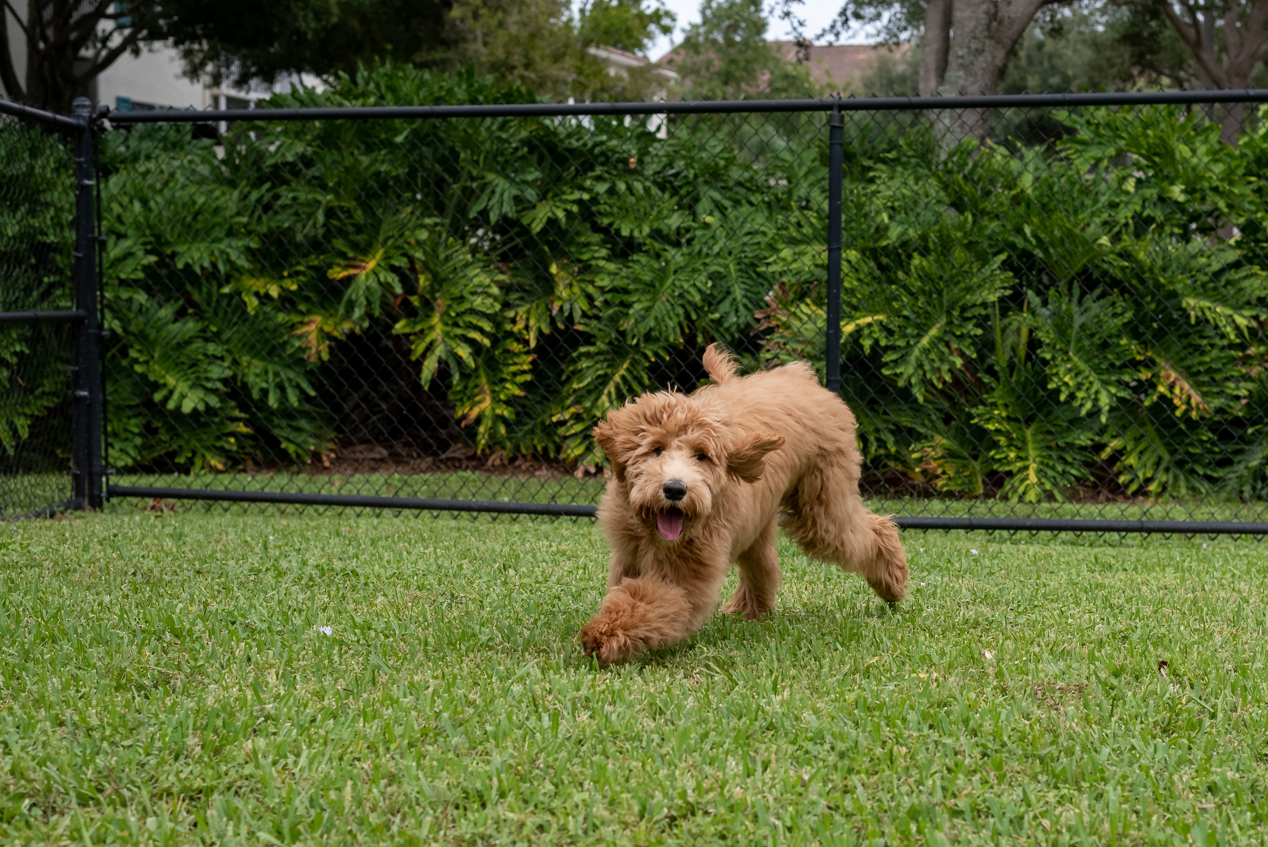 Dog Running In Grass Black Chainlink Fence | Chain Link Installation