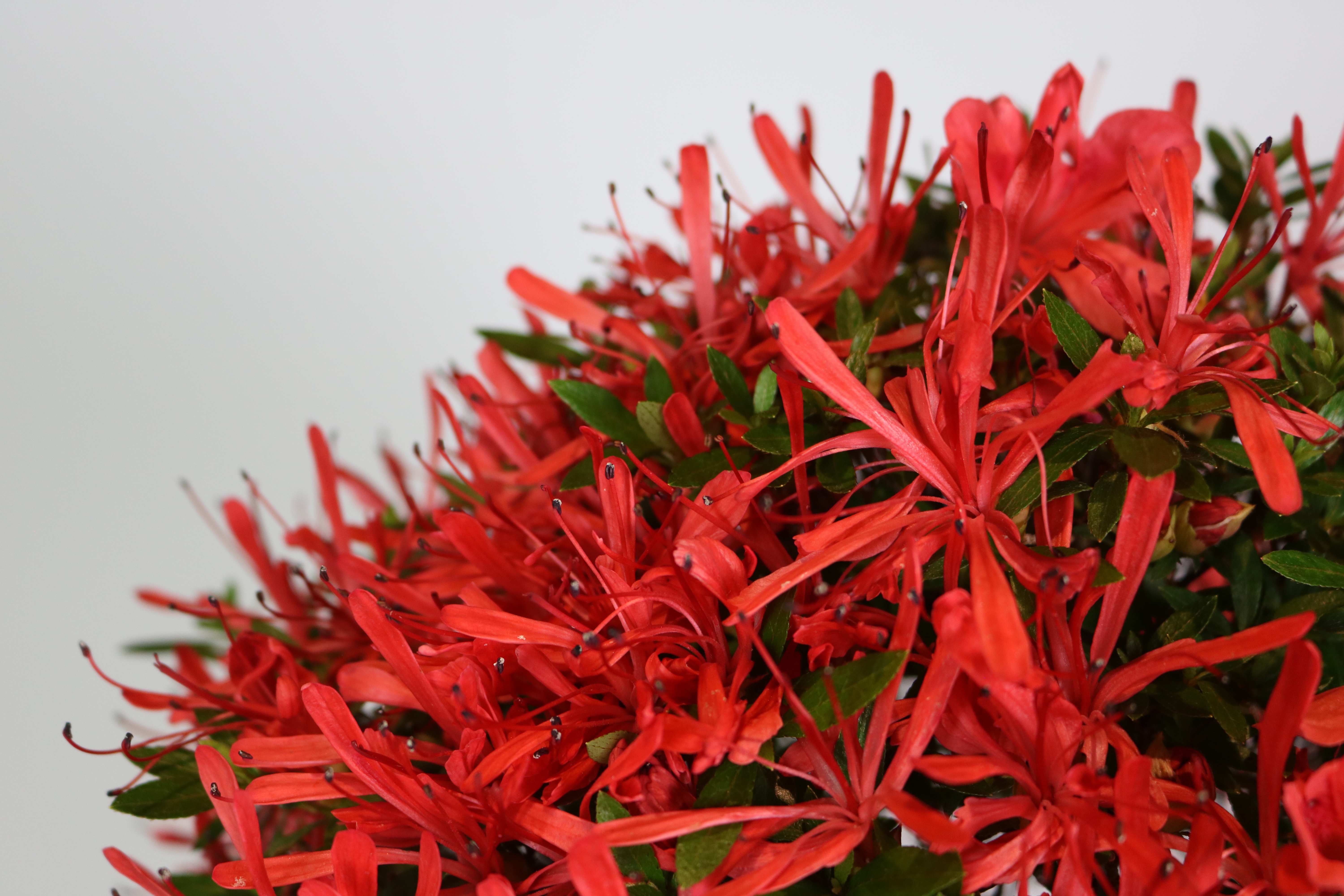 Spring pruning of a Satsuki azalea, 'Kinsai' – Nebari Bonsai