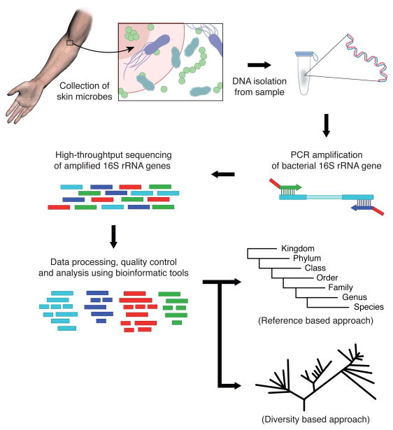 Chapter 3 Introduction To Microbiome Analysis Decoding Microbiota - Download Creative Space Picture | Mobile
