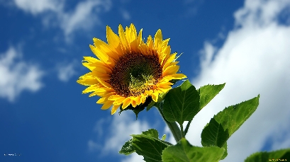 Справки о стоимости билетов, льготах и заказе экскурсий по телефону: Gidy V Yaroslavle