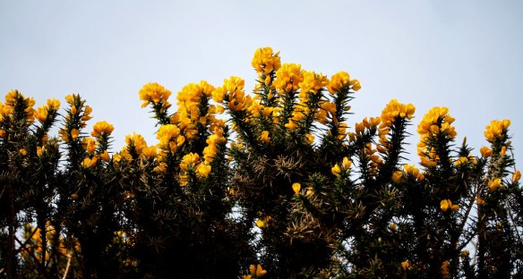 gorse