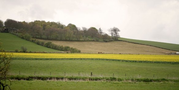 fields