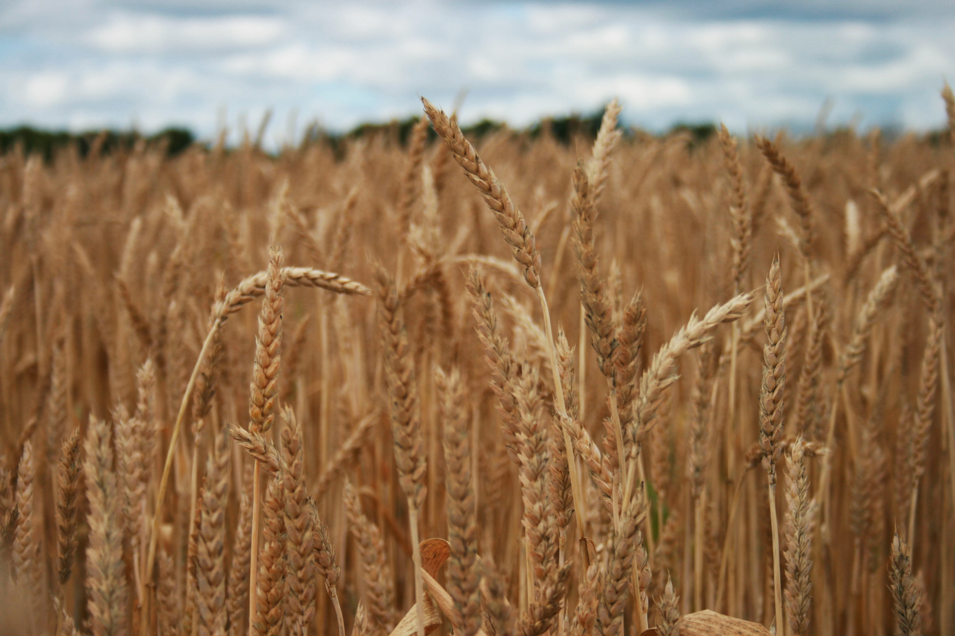 Wheat field royalty free photo