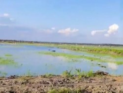80 Hektare Tanaman Padi Petani Desa Fajar Indah Terancam Gagal Panen