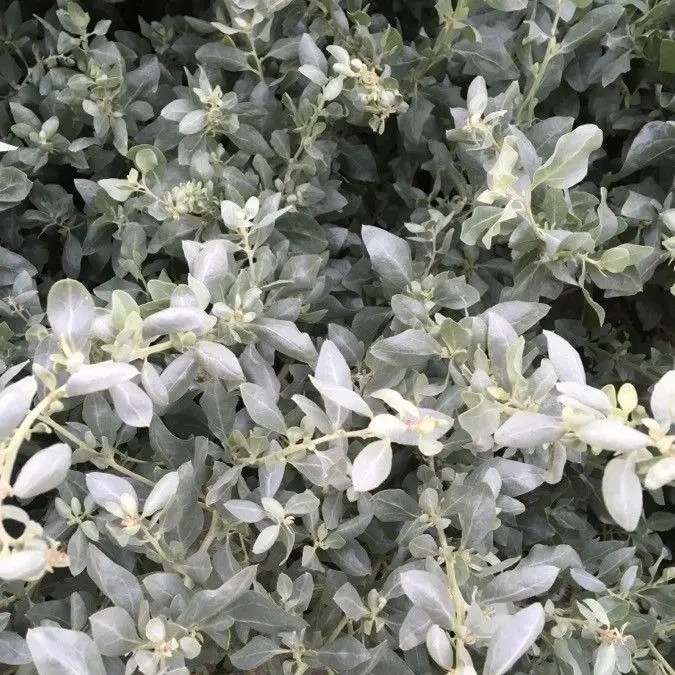Atriplex halimus