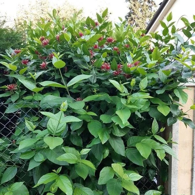 Calycanthus floridus