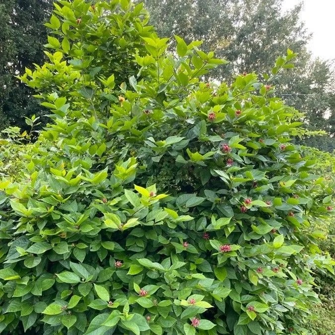 Calycanthus floridus