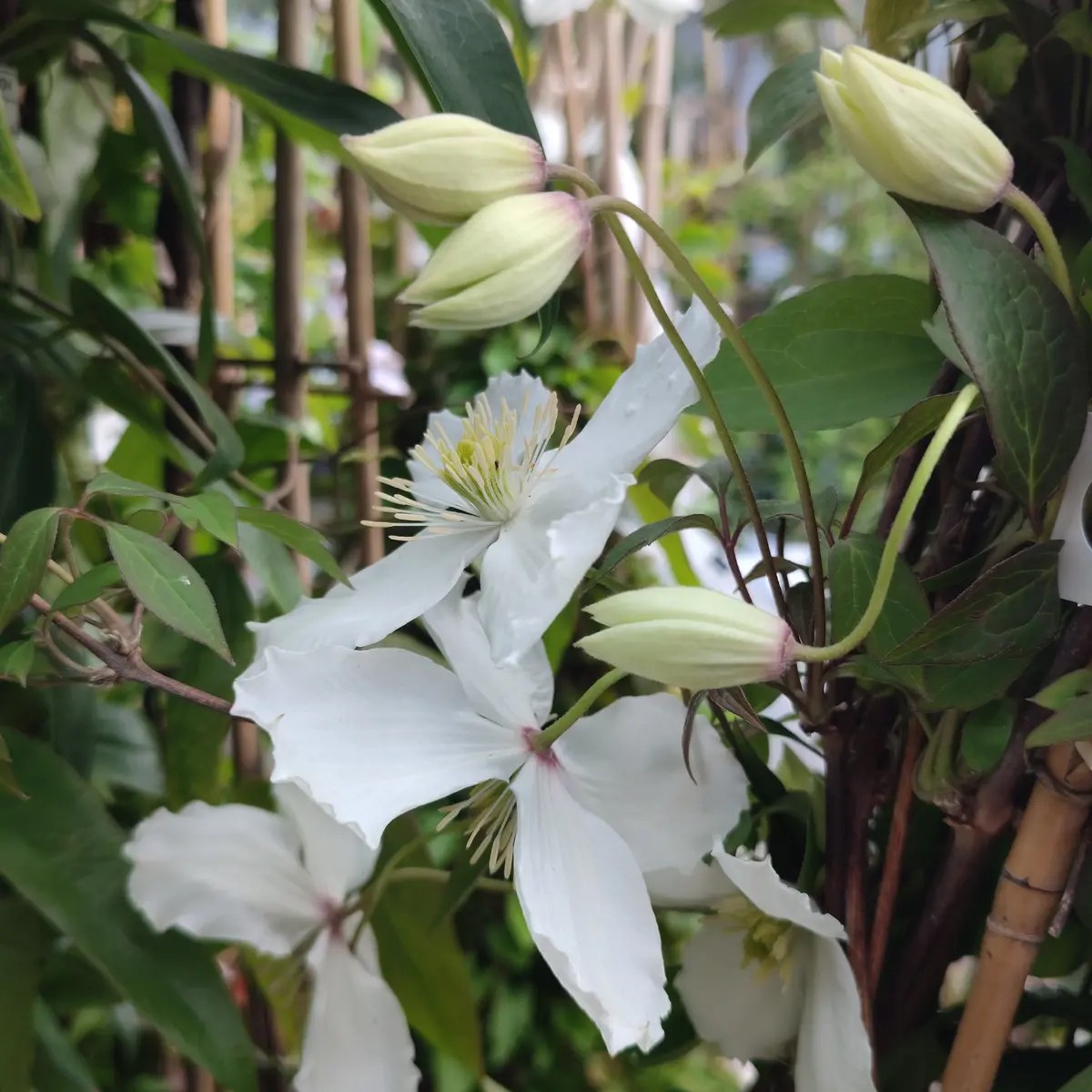Clematis montana spooneri
