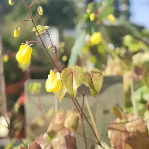 Epimedium x versicolor