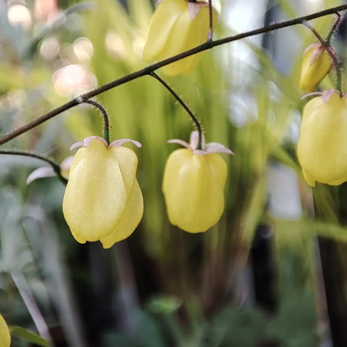 Epimedium x versicolor
