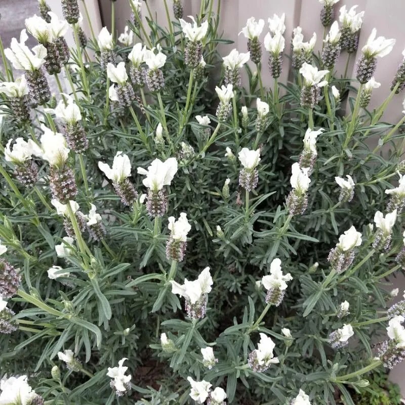 Lavandula stoechas 'Snowman'