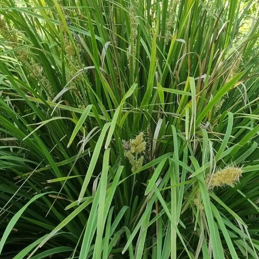 Lomandra longifolia 'Tanika'®