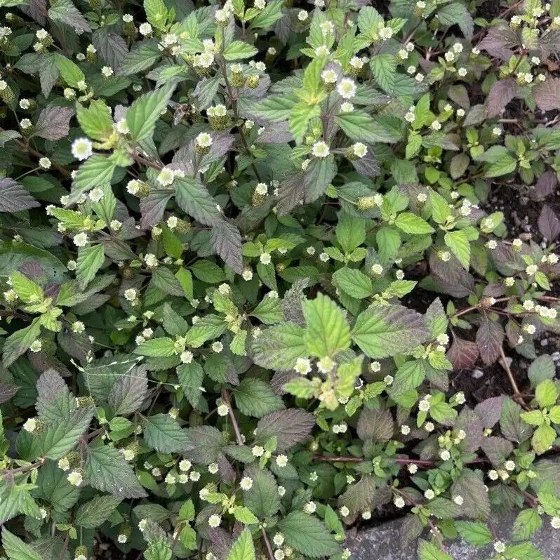 Lippia dulcis