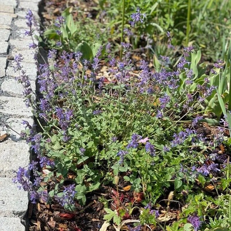 Nepeta x faassenii Purrsian blue