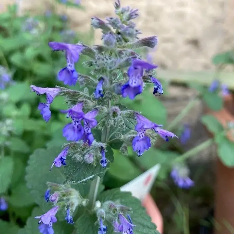 Nepeta x faassenii Purrsian blue