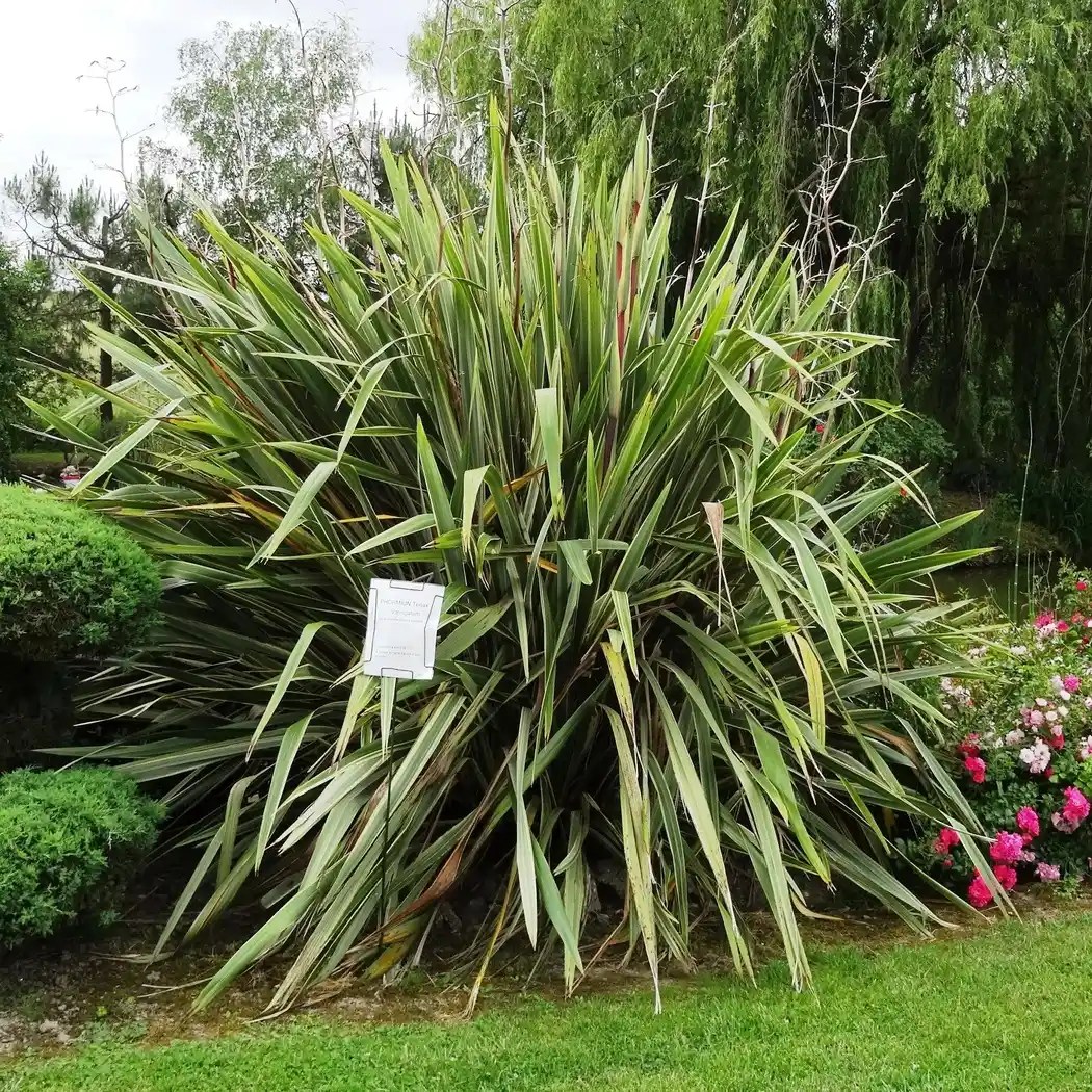 Négoplantes