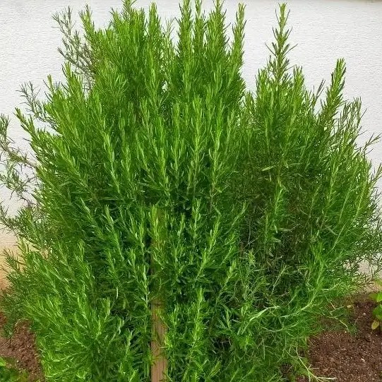 Rosmarinus officinalis | Romarin officinal