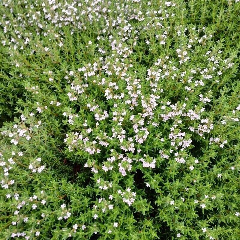 Thymus officinalis | Thym