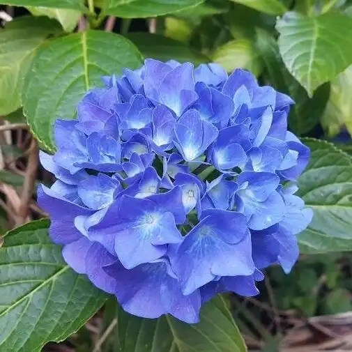 Hydrangea 'Berlin bleu'