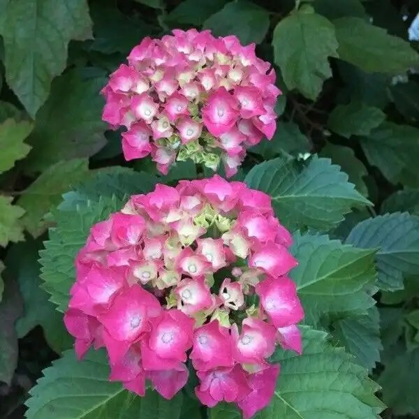 Hydrangea 'Berlin rose'