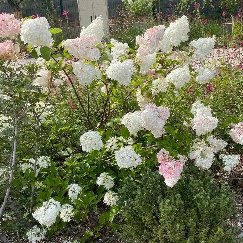 Hydrangea paniculata 'Phantom'