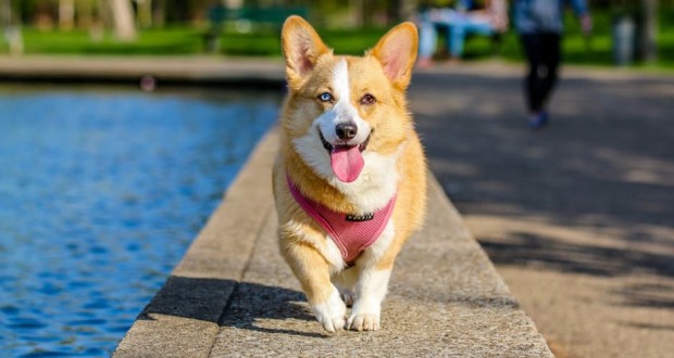 Can CBD Help Improve Pet Grooming? dog