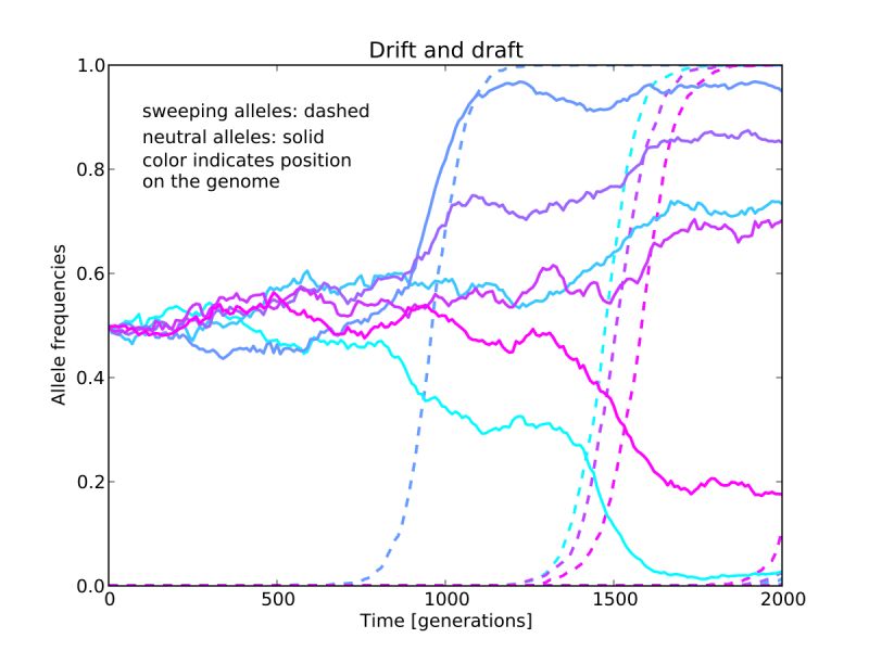 Mutation Selection Balance Ffpopsim Documentation - Minimal Pictures - High Quality High Resolution Collection