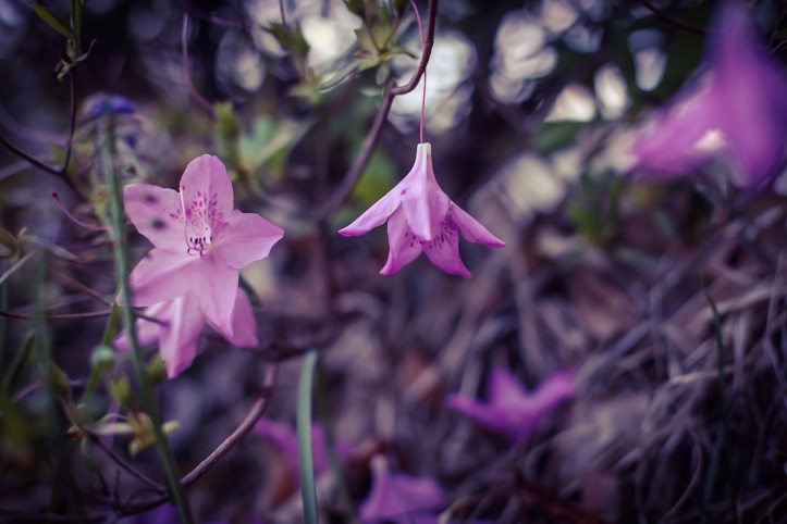 Azalea - As Beautiful as its Name