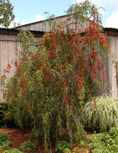 This dramatic conifer is a wonderful specimen for the home landscape. My Favorite Native Shrub Neil Sperry S Gardens