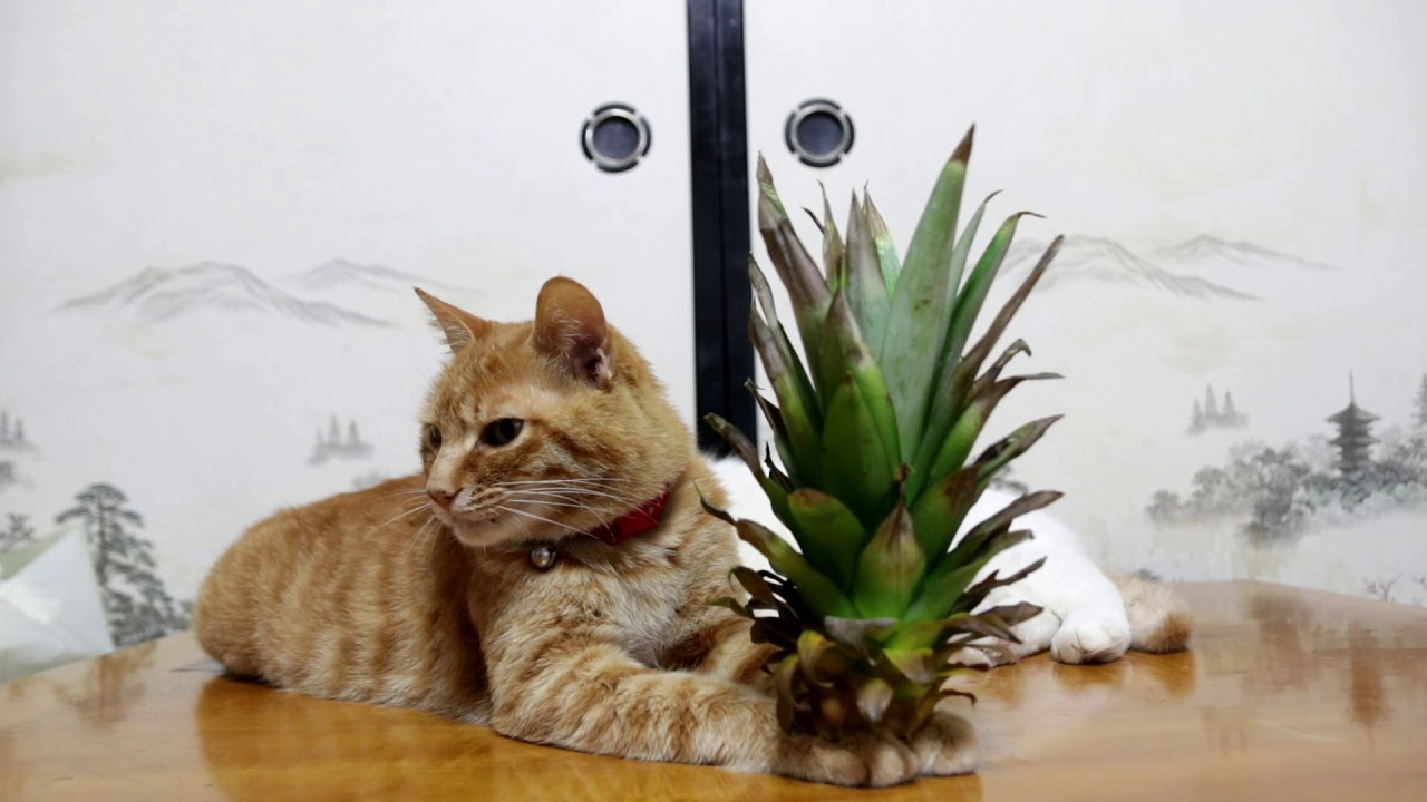 夏の名残にパインを載せて、目覚めとともに困惑する猫 | 猫ジャーナル