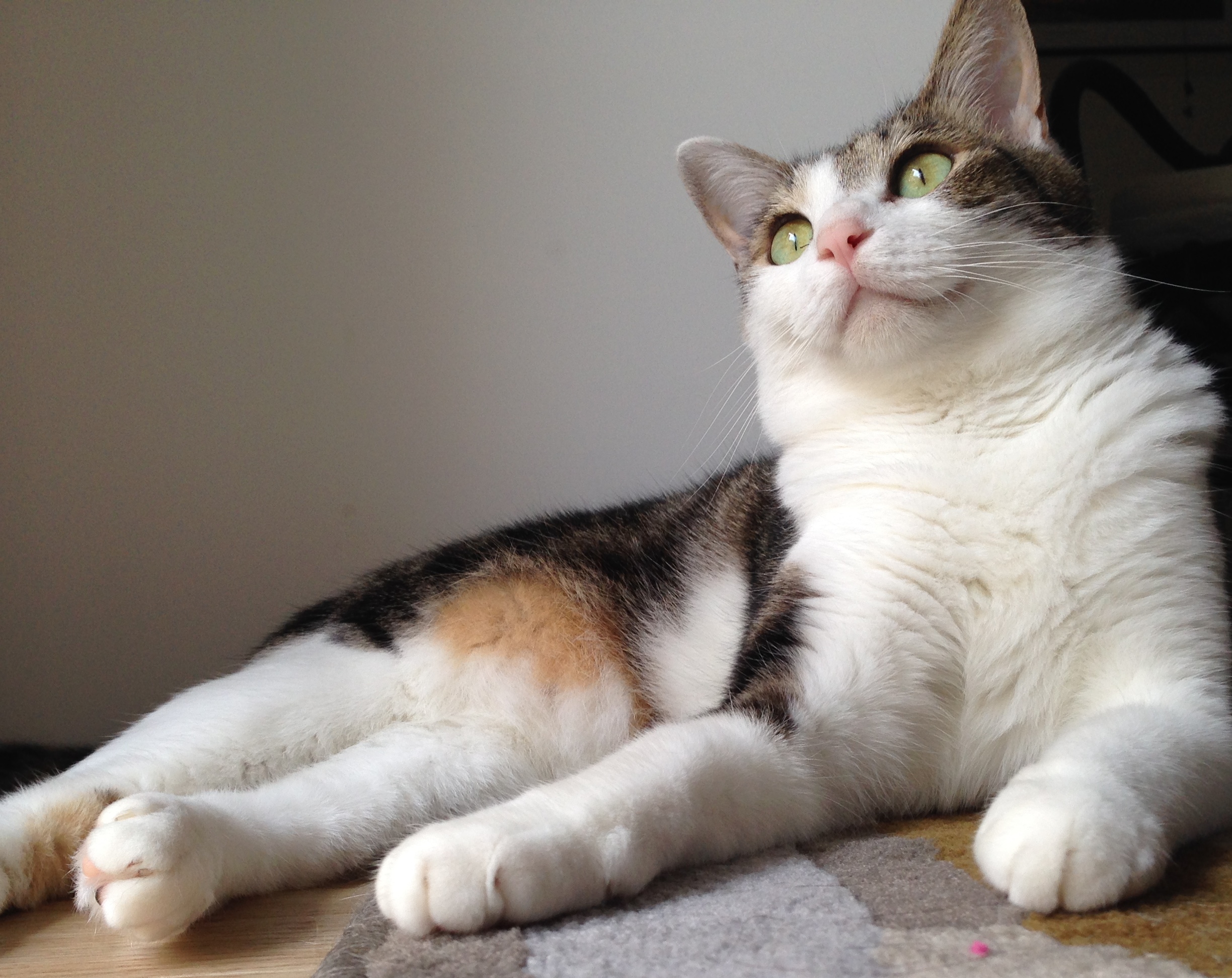 180506cat.jpg?fit=2448,1942&ssl=1