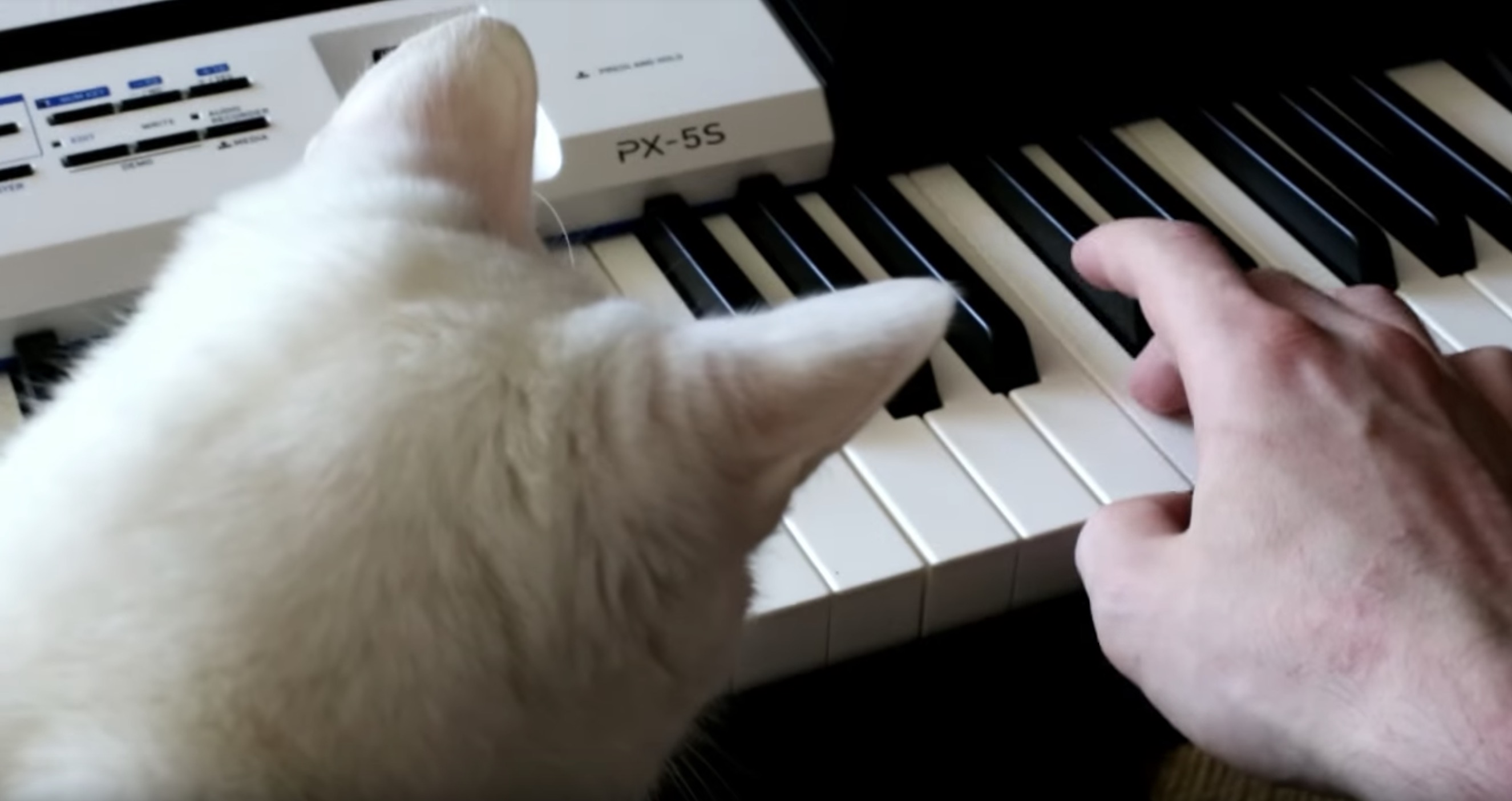 絶対に音感あるんじゃと思わせる猫、「ド」の音を鳴いて奏でる | 猫