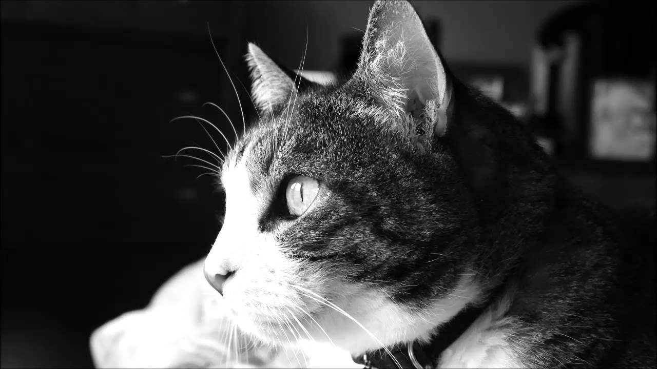 猫のゴロゴロホワイトノイズ、1日の3分の1をカバーする超ロング版  猫 