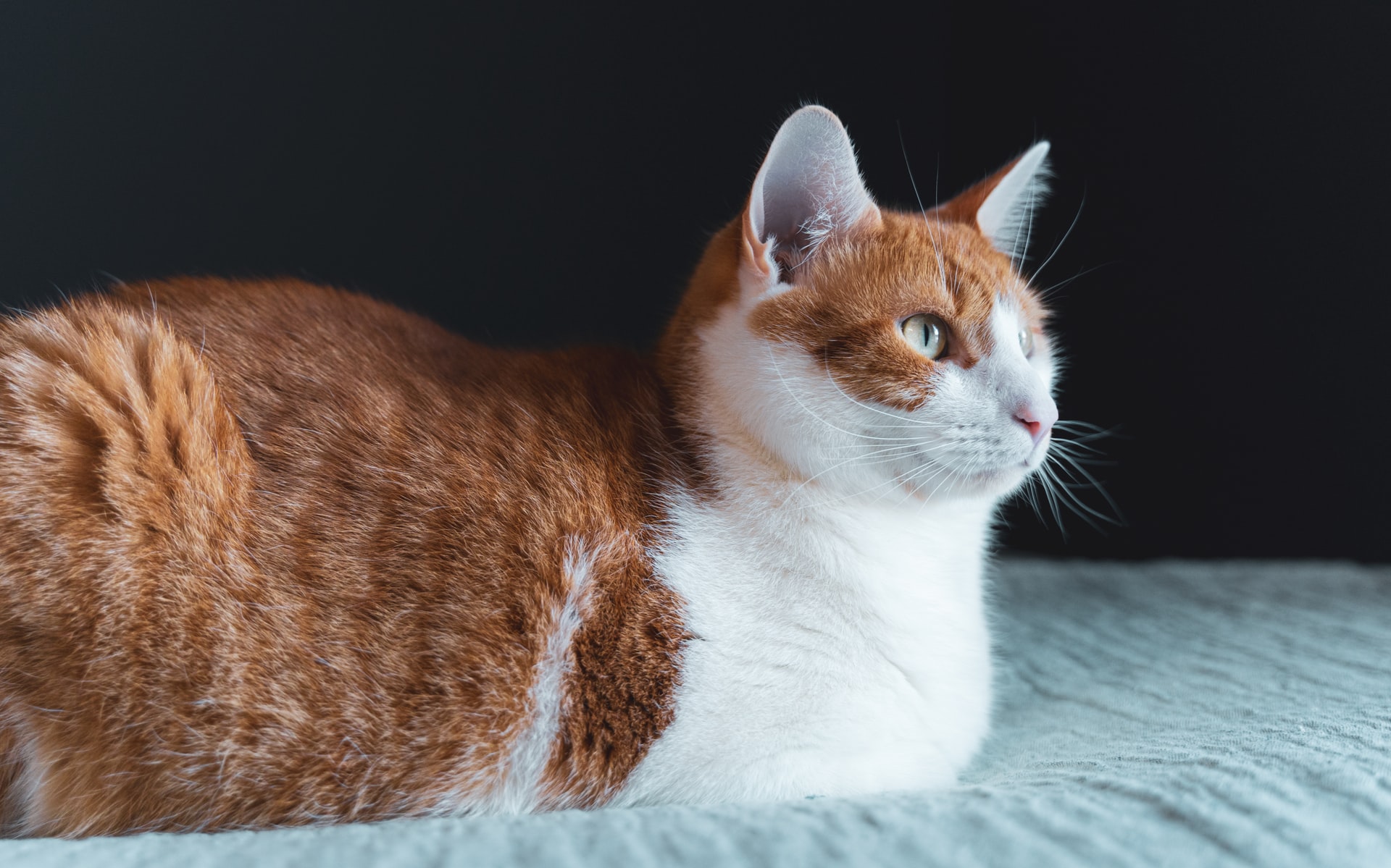 猫の置物 香箱座り(こうばこずわり)猫(茶トラ 12688N