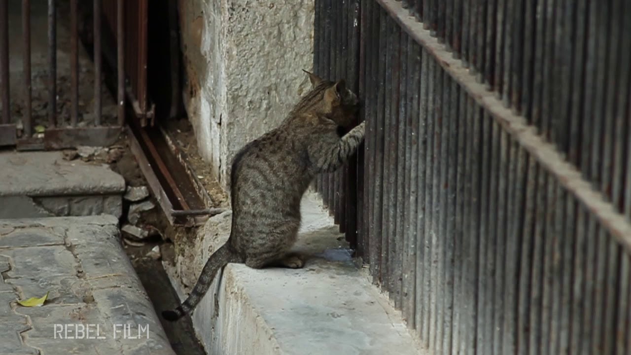 檻の柵から猫ミルクを盗み飲む、檻の主は余裕の黙認（2020年7月 