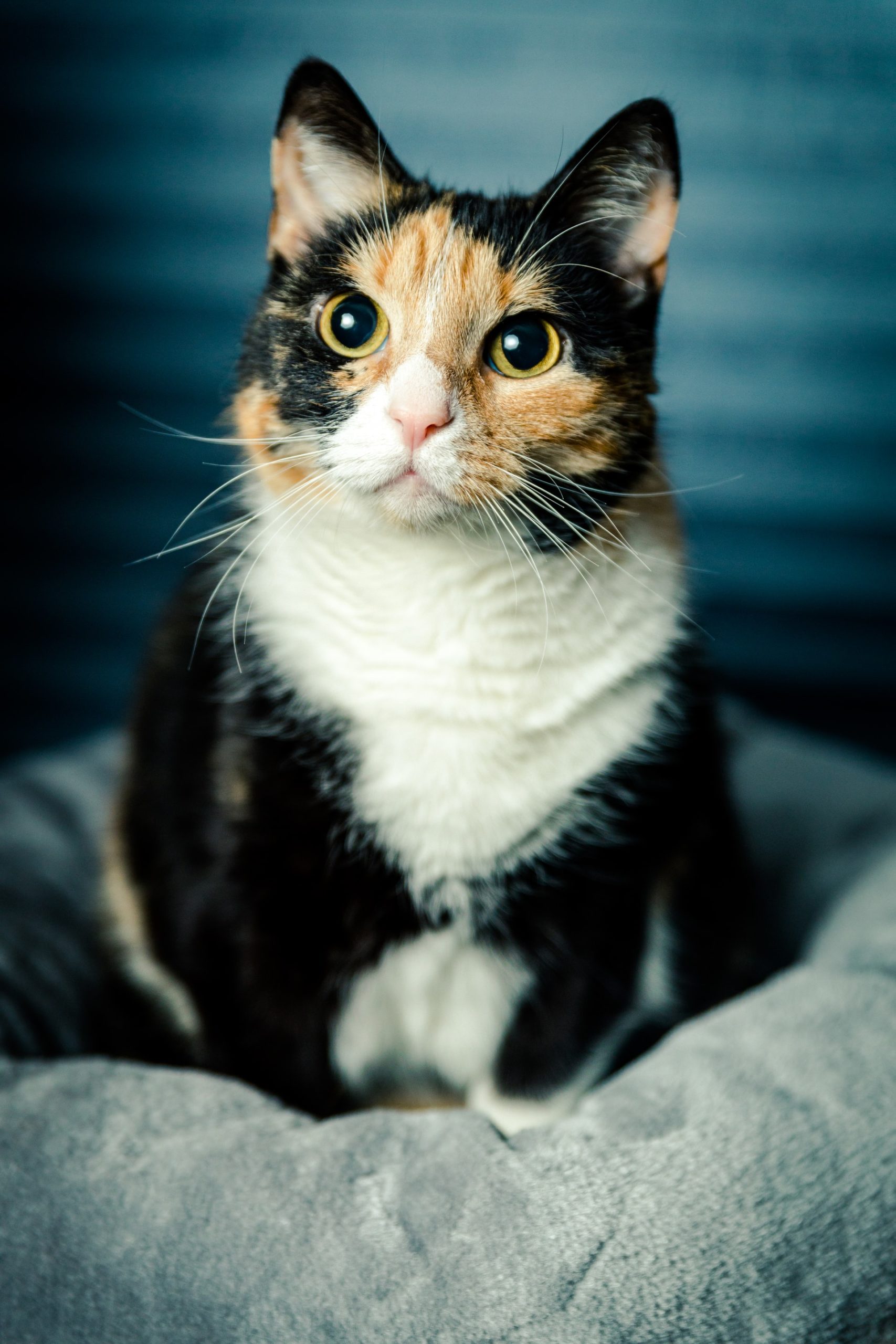 200718cat-scaled.jpg?fit=1707,