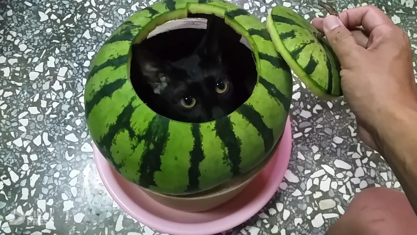 210619cat.jpg?fit=1680,946&ssl=1